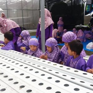 mengenalkan hidroponik pada anak